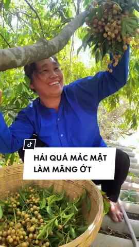 Hái quả mác mật để làm măng ớt #macmat #quamacmat #dacsanlangson #mangotlangson #langson #dantoctay #nguoimiennuichat #nguoitaychoitiktok 