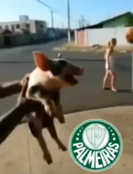 🤣🤣🤣🤣🤣 #palmeiras #porco #eliminado #comédia #viral 