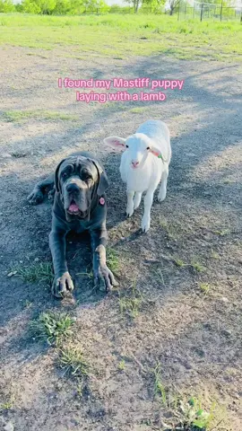 Callie & her lamby friend 😂🐑🤍 #mastiffs #mastiffpuppy #neapolitanmastiff #neapolitanmastiffpuppy #lamb #babylamb #cutedogs #funnydogs #dogs #puppies #puppiesoftiktok 