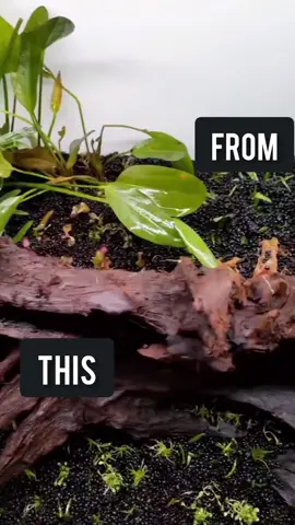 Insane Aquascape 🔥 #homeimprovement #homedecor #Home #inspohome #homedesign #interiordesign #design #aquascape 