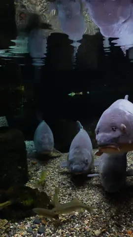 The coexistence of human being and fish🤝  #relax #calm #japan #ghiblivibes #underwater #nature 