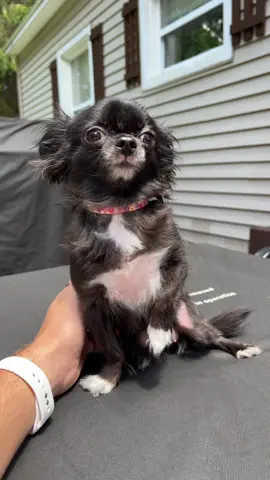 Puddins Got Speed 😭❤️ #1jolly1 #dogs #pets #fyp #foryoupage 