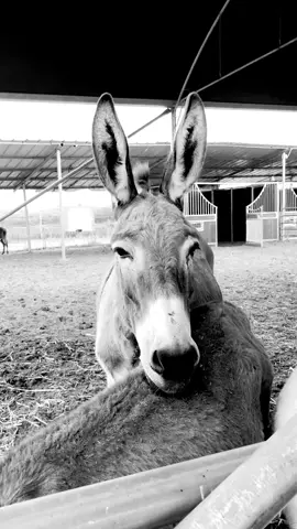 כיף שיש על מי להישען #חוותקרןאור #אהבה #חמורים #חבר #התנדבותמשמעותית #טיקטוקחדש #ויגןפרנדלי #הצלה #בעליחיים #שבתשלום 