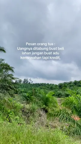 #petanisawit #sawitbalap #fyp 
