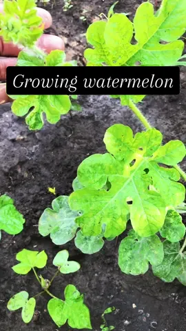 Growing watermelon from seed #watermelonplant #gardentok #firsttimegardener #Foodie #fruits #gardening #gardendiy #fypシ #viral #growwatermelon #growingwatermelon #plantsoftiktok #plantingseason #gardenseason #PlantTok #greenleaf 