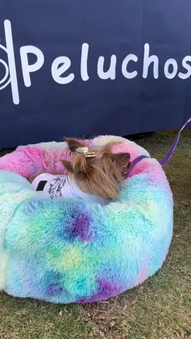 La cosita mas bonita del universo! Y con su nueva camita antiestres para mascotas! #dog #perro #yorkie #mascotas #puebla #pet 