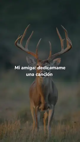 El venao  #elvenado #elvenao #humor #cuernos #indirectas #musica #letrasdemusica #directasmuydirectas #amigas🤞🏻💕 