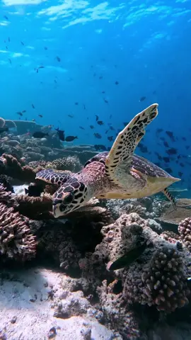 #livewallpaper #wallpaper #wallpapers #hdwallpaper #4klivewallpaper #UnderwaterTurtle #SwimmingTurtle #OceanExplorer #AquaticAdventures #MarineLife #GracefulMovements #SubmergedBeauty #SealifeWonder #turtle 
