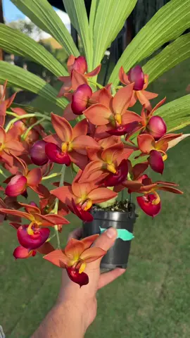 #orquideas #orchid #catasetum #orquidofilos 