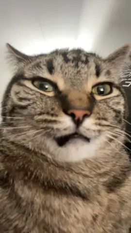 #stitch with @Justin Danger Nunley NOOOO #cat #cats #catsoftiktok #cattok #pet #pets #PetsOfTikTok #pettok #fyp #tiktok #viral #trending #kitty #kittycat #funny #humor #reaction #gross #egg 