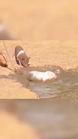 #pet #funny #fyp #funnyvideos #cute #pig 