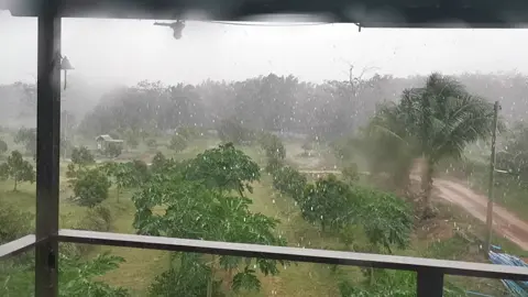 Heavy raining and strong wind.. #durianlover #durian #kebun #kebundurian #durian 