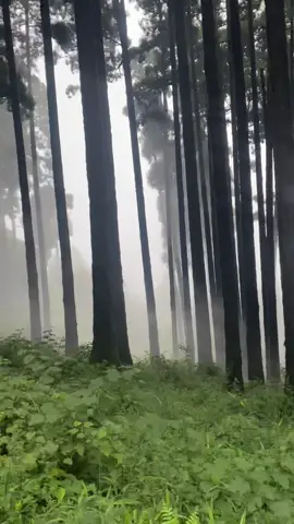 Into The Forest, Rains ,Trees Beauti Of Darjeeling always Favourite Place ❤️ #explore #darjeeling 