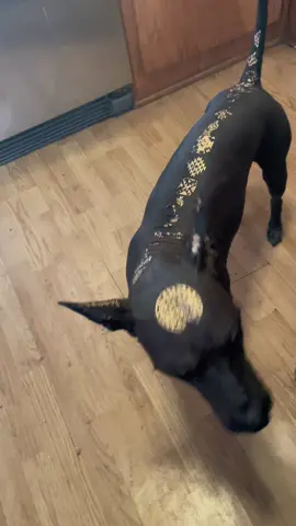 #aztec #mexicanhairless #xoloitzcuintle #tattooideas 