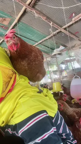 มีความสุขในเเบบของเรา 🐷🐣❤️#แกเป็นใครจับฉันมาทําไม 🐣#เด็กเลี้ยงไก่ #ลูกชาวสวน 