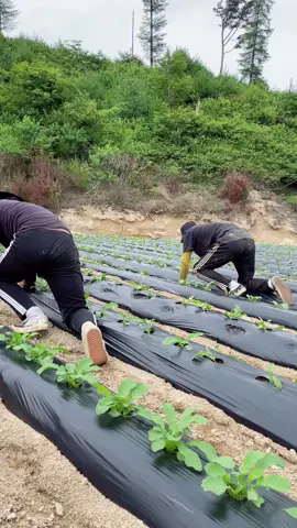 Lăn lê bò trườn cuối ngày có tiền 😂😂#nongnghiephanquoc#hanquoc🇰🇷 #유학생🇰🇷🇻🇳 