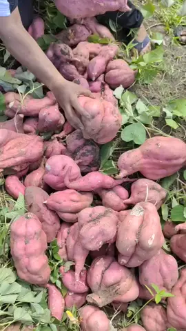 Wamena humi panen ubi🥲❤💜❤