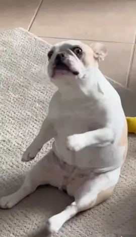 The dog dancing wildly with the BGM #french #frenchbulldog #dog #pet #cute #dance #bmg #dogsoftiktok #foryou #funny #funnyvideos #xh