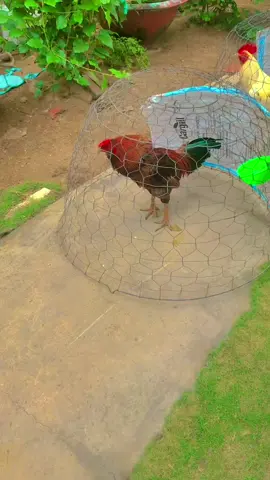 Nhìn con gà trống đứng gáy ở ngay mé sông 😜#xuhuongtiktok2023 #đágamientay #sseritamga 