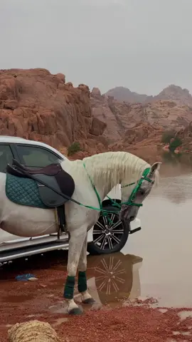 #نبني_احلام_العمر_بعد_الشقى #شيلات #تصميم_فيديوهات🎶🎤🎬 #اكسبلورexplore #foryou #CapCut #viral #viral #tiktok #viralvideo 