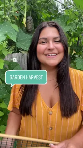 How cool is that tomato? Also- exciting news!! 🐔  #gardentok #gardenharvest #harvestingvegetables #harvesting #harvesttok #growyourownfood #growfood 