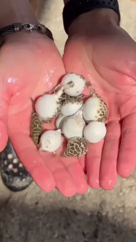 You never know what you can net in a cast net 🐟🐡 #netting #babypuffer #pufferfish #blowfish #babypufferfish #castnetfishing #castnet #fishing 
