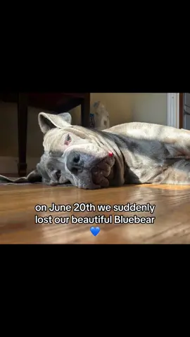 I’ll always remember you my gentle giant💙🩵🪽 #dog #dogsoftiktok #rip #beautiful #rememberme #canecorso #family #missyou #Love #fyp #foryou #disney #sad #crying #trending 