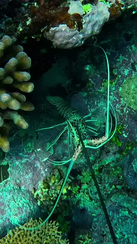 Yummy #lobster #crayfish #spearfishing 