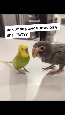 en qué se parece un avión y una silla #kansascity #chistemalo #chistesmalosjajajsjsjjsjs #chiste #chistes #chistecorto #chistescortos 