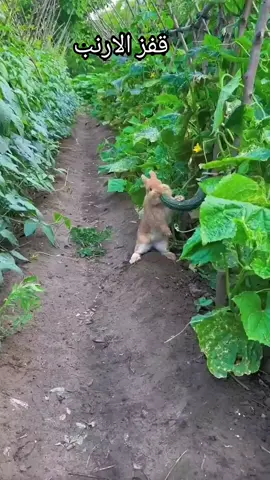 #ارنب #الارنب #حديقة #حيوانات #حدائق #ارنوب #سياحة #العاب #اطفال #اولاد #ترفيه #افلام_كرتون #افلام 