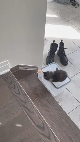 certified therapists #catsoftiktok 