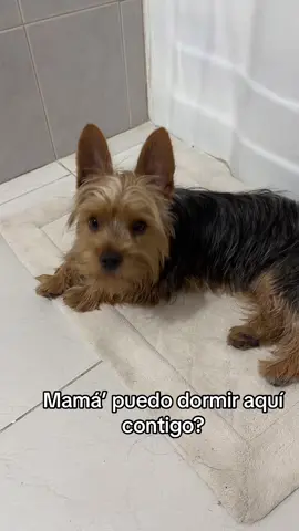 Mi perrihijo🩵 jaja #pet #yorkie #yorkshire #yorkiesoftiktok #pty #lentejas 