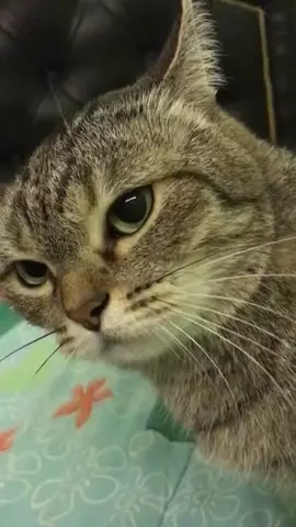 Kepasar dulue shopping sama babu 🤣🤣🤣 #fyp #fypシ #viral #viralvideo #viraltiktok #trending #trendingvideo #trendingtiktok #kucing #kucinglucu #kucingtiktok #kucinggemoy #kucingtiktok #funny #funnyvideos #pet #pets #PetsOfTikTok #petlover #shopping #shop 