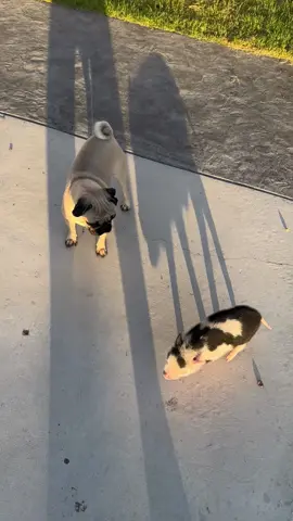 Penny pugs new best friend Kevin the pig #fyp #pugandpig 