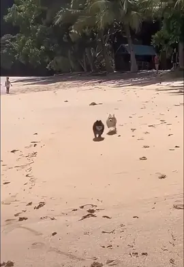 #hitandrun #dogs #accident #beach #funny 
