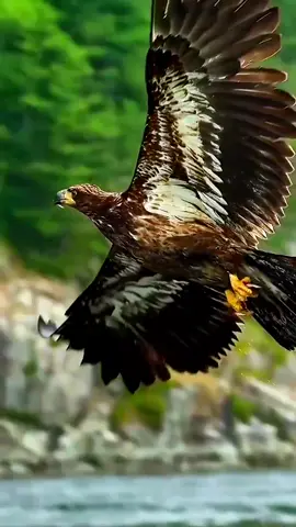 Khi đại bàng hạ cánh #eagle #relax #giaitri #thugian #sanmoi #nature #fyp #thiennhienhoangda #thegioidongvathoangda #animal #foryou #fyp #wild #daibang #fish #acting 