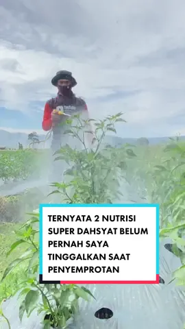 Penyemprotan tanaman cabe