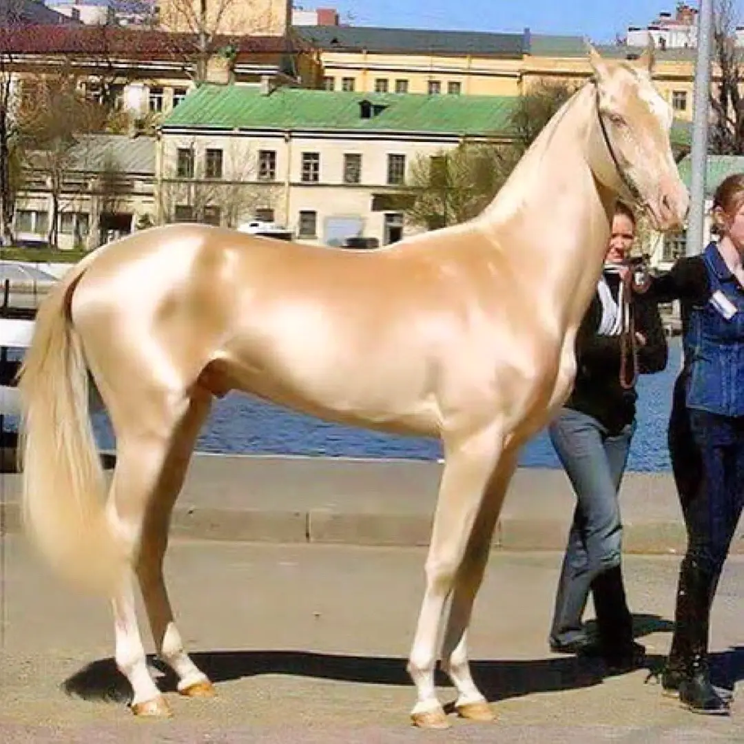- The Akhal-Teke is one of the oldest domesticated horse breeds in the world, dating back to the ancient Scythian type horse that lived 3,000 years ago - The breed originated in the Karakum desert of Turkmenistan, where it adapted to harsh conditions of scarce food and water, and extreme temperatures - The breed was named after the Teke tribe of the Akhal oasis, who selectively bred their horses for speed, endurance, intelligence and agility  - The breed has a fine-boned, flat-muscled build with a long, narrow head and neck, hooded or almond-shaped eyes, and a high-set tail - The breed is most famous for its distinctive metallic coat which has a shiny, golden appearance due to the structure of the hair shafts - The breed is used for various disciplines, such as dressage, showjumping, long-distance racing and pleasure riding - the Akhal-Teke horse population is estimated to be less than 7,000 in the world #fyp #horse #dressage #horseriding 
