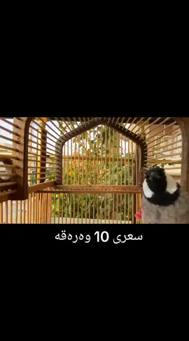 #بدرة #مندلي #بلبل #بلبل_عراقي_ابيض_الخدين #خورماخۆرە #خورماخۆرە 