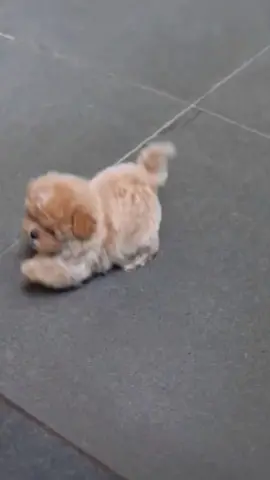 #cunyeu #cute #fyp #dog #xh #pet #thucung #poodle #funny #bunquystoc 