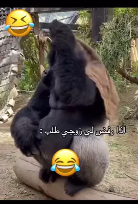 #tiktok #دويتو #funnyvideos #fy #fyp @Roro Toto 