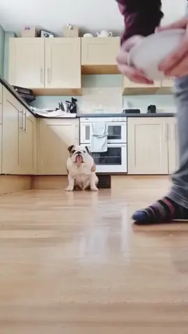 Does anyone else get scared and immediately think about food to make it better 😅 #bulldogpabs #britishbulldog #dogsofinsta #englishbulldog #bulldog #funny #hilarious #puppy #lazydog #pablo