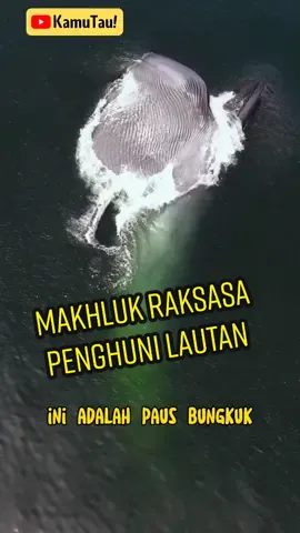 PAUS BUNGKUK #kamutau1220 #pausbungkuk  #paus #hewan #binatang #edukasi #faktamenarik #laut 