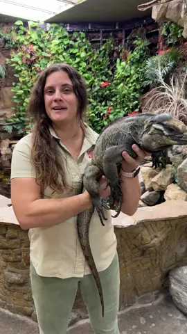 The rhinoceros iguana is an endangered species of iguana that is endemic to the Caribbean island of Hispaniola and its surrounding islands.  - - - - - #wow #cool #awesome #endangeredspecies #beautiful #cute #reptile #reptok #reptilestyle 