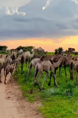 #شنابله_سدارنه_شكريه_مسلميه_كواهله_بطاحين #جقله🐪 #الخرطوم_السودان🇸🇩🇸🇩_الامارات #fuyorpege #fyp #viral #سودانيز_تيك_توك_مشاهير_السودان🇸🇩❤️ #شنابله_يا_رسول_الله🔐❤ #جقله___العز 