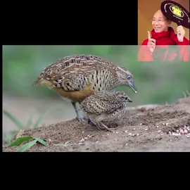 #CapCut ဘုရားအလောင်း ငုံးမင်းဘဝ🙏🙏🙏🌻🌻🌻🌻🌻🌻🌻