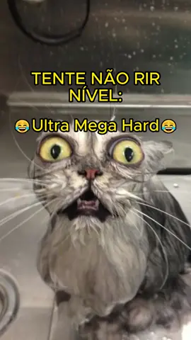 Tente não rir | Parte 72 🐶🐈 #tentenaorir #memesbr #memesbrasil #foryou  #compiladodememes #fyp #cat #dog #pets #fyp  #humor