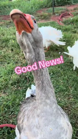 #fyp #foryoupage #MentalHealth #birds #goose #farmlife #homestead #funnyvideos 