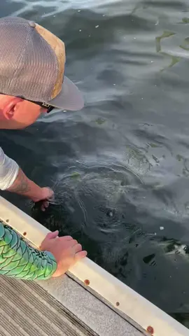 Snook an released #snook #skywaymisfits #bait #livebait #fishing #fisherman #fishingadict #fishtok #fishingtiktoks #shimano #seagaurflourocarbon #fish #catchandrelease #flatsfishing #skywaymisfits #bajiosunglass #fisherman #fishingtime 