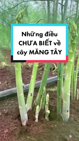 Những điều CHƯA BIẾT về cây MĂNG TÂY #mimimangtay #asparagus #mangtay #kythuattrongmangtay #LearnOnTikTok #hoccungtiktok  #nongnghiep 